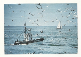 Cp, Bateau, Les Mouettes Accompagnent Le Chalutier, Voyagée 1989 - Fishing Boats