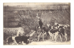 Cp, Chasse à Courre, écrite 1917 - Hunting