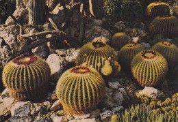 Cp , PINCIPAUTÉ De MONACO , Le Jardin Exotique , Echimocactus Crusonii , "Coussins De Belle-Mère" - Jardin Exotique