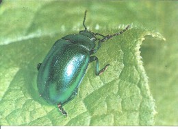 INSETTI,FAUNA PARCO NAZ, D'ABRUZZ0,CRISOCLOA DELLA MARSICA -.FG.H300 - Insectes