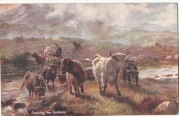 SEEKING NEW PASTURES IN THE SCOTTISH HIGHLANDS England - Crías