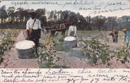 UNITED STATES ETATS UNIS  ATLANTA In The Cotton Field - Atlanta