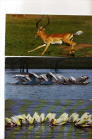 3 Cartes Merveilles Du Monde NESTLE  N°504 Pelicans, N°533 Impala, N°566 Pelicans Blancs - Animales