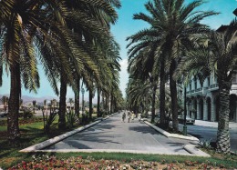 España--Mallorca--1968--Paseo De Sagrera--Palmeral-a, Francia - Bomen