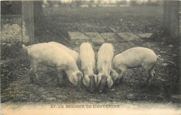 Réf : VP 1-14-203  : Cochon En Auvergne - Cochons