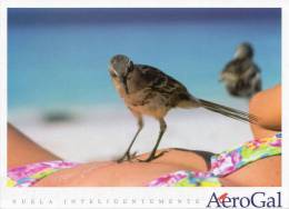 Lote PEP4,  Ecuador, Postal, AeroGal, Galapagos, Ave, Mujer, Bird, Woman, Postcard - Ecuador