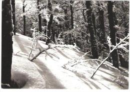 Hautes Pyrénées Sous La Neige; Sous Bois ; Postée De St Lary, 1974, Collection ARTPYR, TB - Vielle Aure