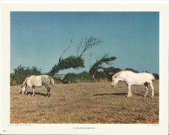 Cotentin, Normandie, Barfleur (50) Chevaux, Prairie Océanique / Photo Documentation Pédagogique 1963 - Luoghi