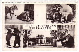 Postcard - Wien    (13495) - Palacio De Schönbrunn