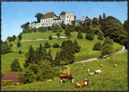 Lenzburg Schloss - Lenzburg