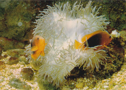 MUSEE OCEANOGRAPHIQUE DE MONACO  -L´aquarium- CLOWN DE FEU - Oceanografisch Museum