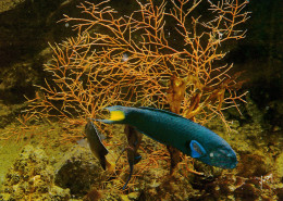 MUSEE OCEANOGRAPHIQUE DE MONACO  -L´aquarium-  GIRELLE EXOTIQUE - Oceanografisch Museum