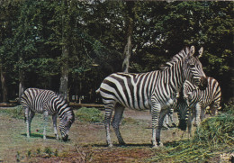 ZEBRES / CHATEAU DE THOIRY - Zebra's