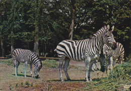 ZEBRES / CHATEAU DE THOIRY - Zebras