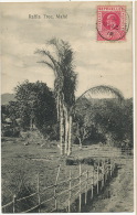 Mahé  Raffia Tree Postally Used 1910 - Seychellen