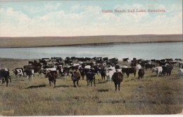 B77526 Cattle Ranch Gull Lake Assiniboia Cow Vache  Canada Scan Front/back Image - Sonstige & Ohne Zuordnung