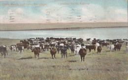 B77756 Cattle Ranch Gull Lake Assiniboia Cow Vaches Canada Scan Front/back Image - Altri & Non Classificati