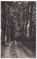 GERMANY - AK Altenburg Thueringen - Partie Aus Der Leina - Forest Pathway - C1910s Vintage Postcard  [7322] - Altenburg