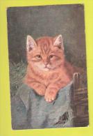 Chat CAT CATS   USED 1905 + STAMP TIMBRE - Katzen