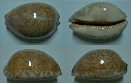 N°5005// CYPRAEA EGLANTINA COUTURIERI "Nelle-CALEDONIE"//F+++: 74,7mm - Coquillages