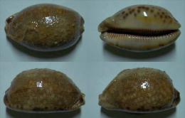 N°5008// CYPRAEA EGLANTINA COUTURIERI "Nelle-CALEDONIE"//F+: 57,3mm - Coquillages