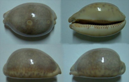 N°5011// CYPRAEA EGLANTINA COUTURIERI "Nelle-CALEDONIE"//F+/F++ : 72,5mm - Coquillages