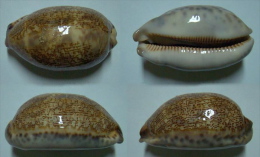 N°5012// CYPRAEA EGLANTINA COUTURIERI "Nelle-CALEDONIE"//F++ : 75mm - Coquillages