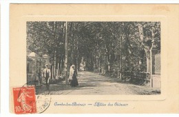 CAMBO Les BAINS - Allées Des Chênes -  1911 - Cambo-les-Bains