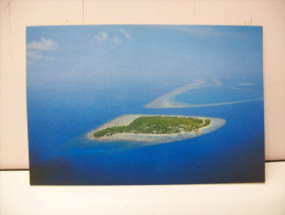 A Visitors Dream (Maldive) - Maldiven