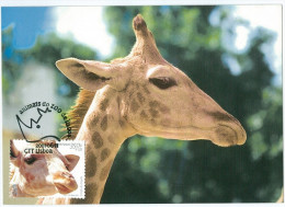 Portugal Maximum - Angolan Giraffe - Girafa De Angola - Lisbon Zoo Animals - Lisboa 2001 - Jirafas