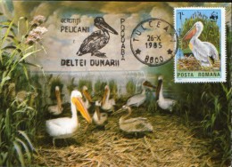 Romania-Maxicard - Birds-  Pelicans ; Pelikane - Pelícanos