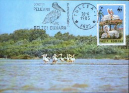 Romania-Maxicard - Birds-  Pelicans ; Pelikane - Pelikanen