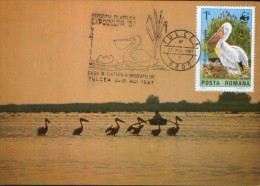 Romania-Maxicard - Birds-  Pelicans ; Pelikane - Pelikane