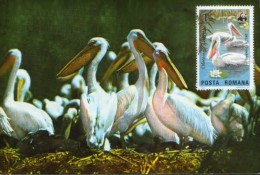 Romania-Maxicard - Birds-  Pelicans ; Pelikane - Pelícanos