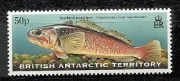 Antarctique Britann.** N° 305 - Poisson - Ongebruikt