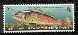 Antarctique Britann.** N° 305 - Poisson - Unused Stamps