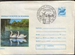 Romania-Stationery Cover 1977 -  Swans,protected Birds In Romania - Zwanen