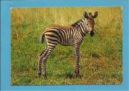 AFRICAN FAUNA - ZEBRA Of GRANT - Giovane Young Jeune Jung - Animals - Africa - 2 SCANS - Zebra's