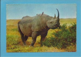 AFRICAN FAUNA - Rinoceronte Rhinoceros Schwarzes - Animals - Africa - 2 SCANS - Neushoorn