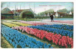 "Hyacinthenvelden Bij Bennenbroek" Kleuren - Bloemendaal