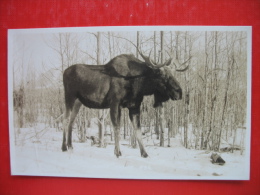 Moose Banff - Banff