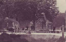 Les GIRAFES Sur Leur Plateau - D2 61 - Girafes