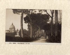 45987    Italia,    Roma,  Villa  Gabrielli,  Un Viale,  VG  1910 - Parcs & Jardins