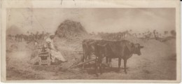 'Fellah Working' Cairo Postcard Trust #3, Man Man Farms Equipment, C1910s/20s(?) Vintage Postcard - Persons