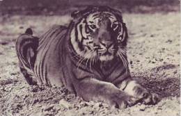 Un TIGRE Du Bengale - D2 66 - Tigri