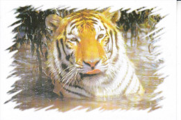 Un TIGRE - D22 - Tigres