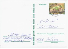 Austria Osterreich 1990 Frog Repriles Fauna, Wien - Postcards