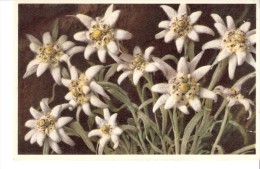 Fleurs,plantes-Leontopodium Alpinum-Edelweiss-Etoile Des Glaciers-Edit. Gyger & Klopfenstein, Adelboden-Suisse - Sin Clasificación