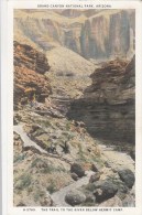 BT16990 The Trial To The River Bel Grand Canyon Arizon USA Scan Front/back Image - Grand Canyon