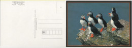 Car1003 Macareux Moine, Puffin, Papageltaucher, Edition D'arts, Bretagne, France, Fratercula Arctica, Pulcinella Mare - Albatros & Stormvogels